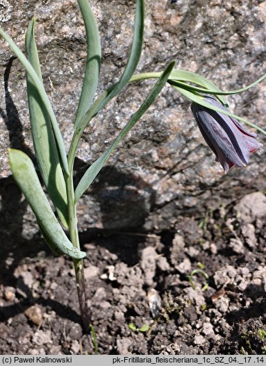 Fritillaria fleischeriana