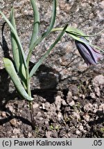 Fritillaria fleischeriana