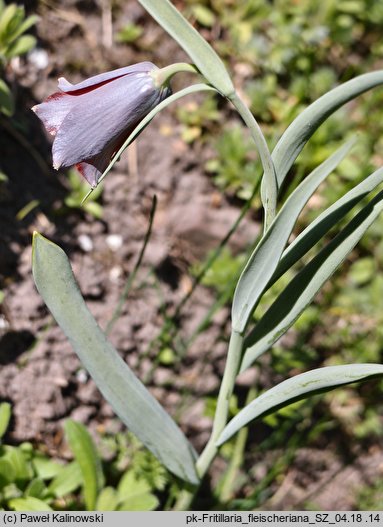 Fritillaria fleischeriana