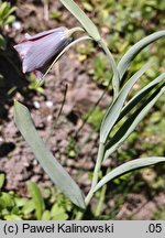 Fritillaria fleischeriana