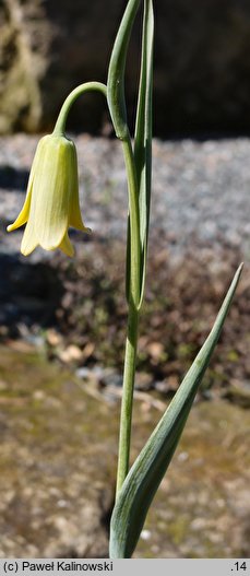 Fritillaria frankiorum