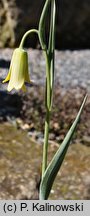 Fritillaria frankiorum