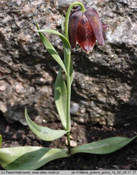 Fritillaria graeca ssp. graeca