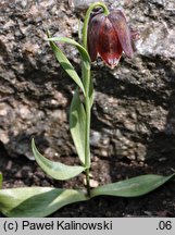 Fritillaria graeca ssp. graeca