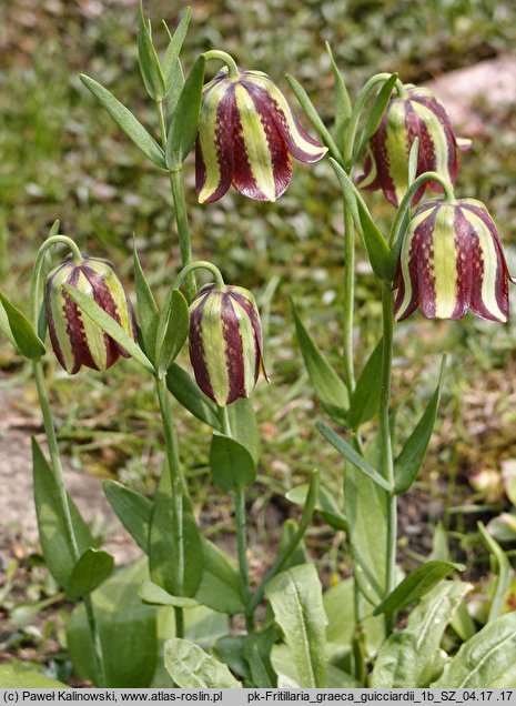 Fritillaria graeca var. guicciardii 