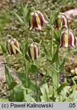 Fritillaria graeca var. guicciardii 