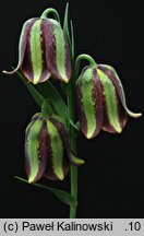 Fritillaria graeca var. guicciardii 