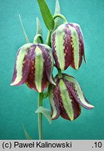 Fritillaria graeca var. guicciardii 