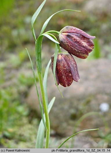 Fritillaria grandiflora