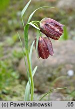 Fritillaria grandiflora