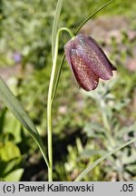 Fritillaria grandiflora