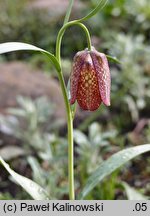 Fritillaria grandiflora