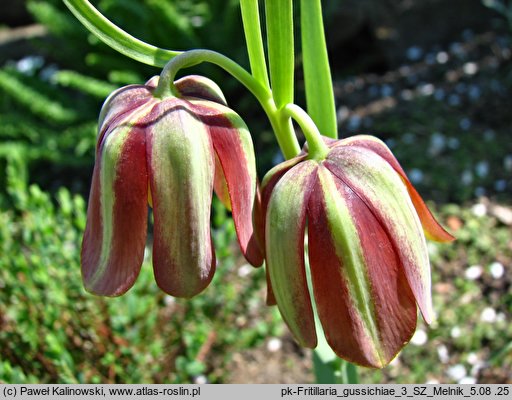 Fritillaria gussichiae