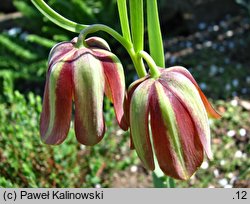 Fritillaria gussichiae