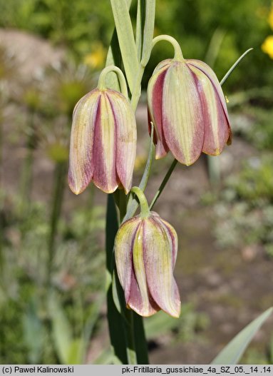 Fritillaria gussichiae