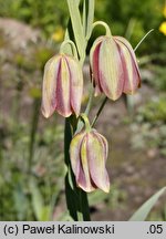 Fritillaria gussichiae