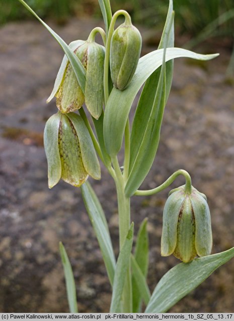 Fritillaria hermonis (szachownica hermońska)