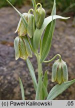 Fritillaria hermonis (szachownica hermońska)