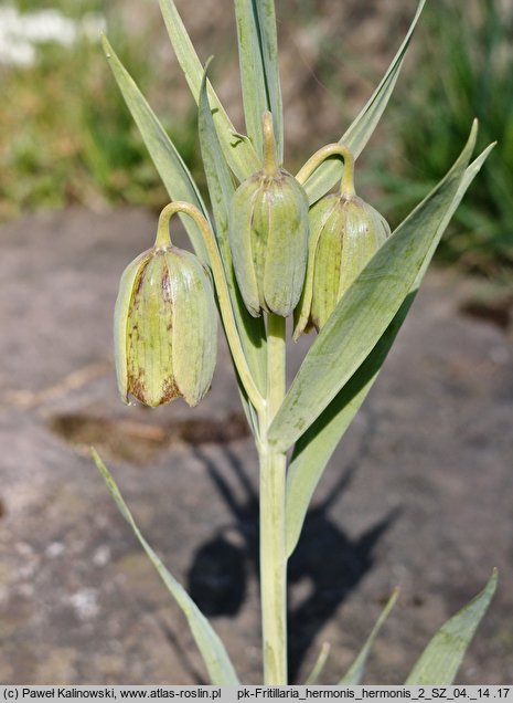 Fritillaria hermonis (szachownica hermońska)