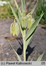 Fritillaria hermonis (szachownica hermońska)