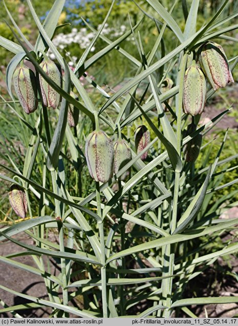 Fritillaria involucrata