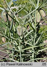 Fritillaria involucrata