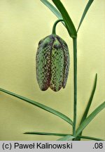 Fritillaria involucrata