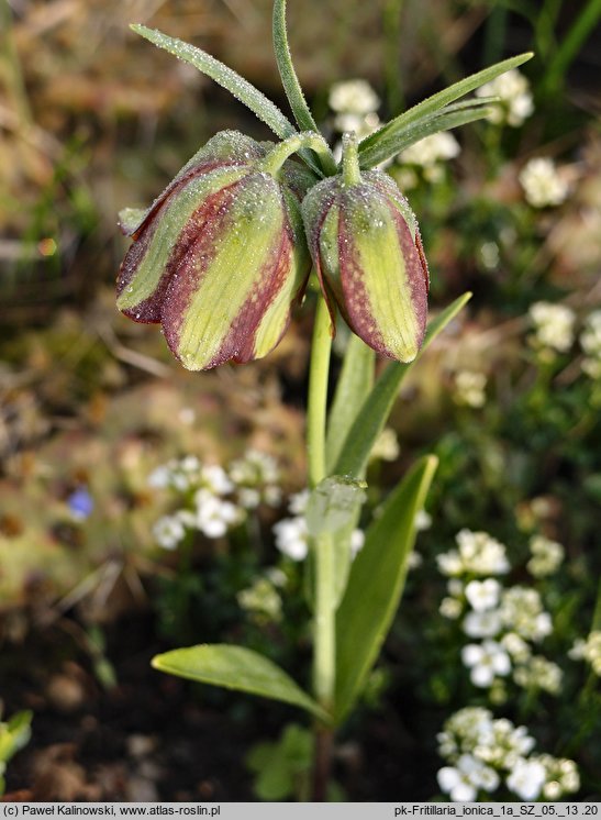 Fritillaria ionica ssp. ionica