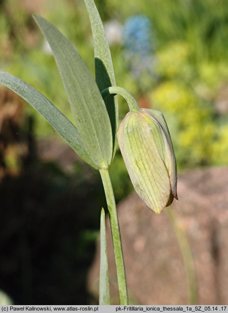 Fritillaria ionica ssp. thessala