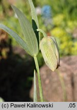 Fritillaria ionica ssp. thessala