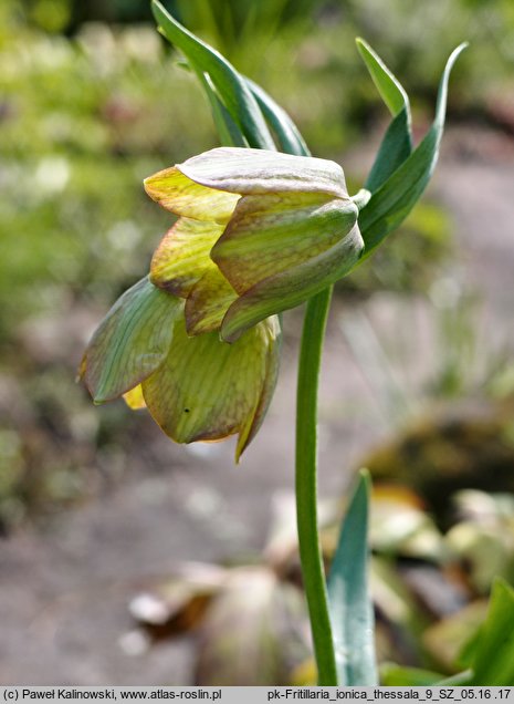 Fritillaria ionica ssp. thessala