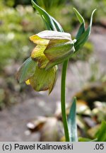 Fritillaria ionica ssp. thessala