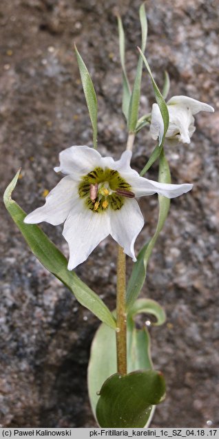 Fritillaria karelinii