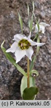 Fritillaria karelinii