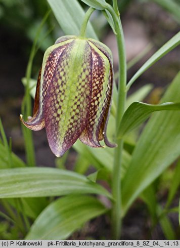 Fritillaria kotschyana