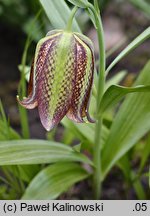 Fritillaria kotschyana