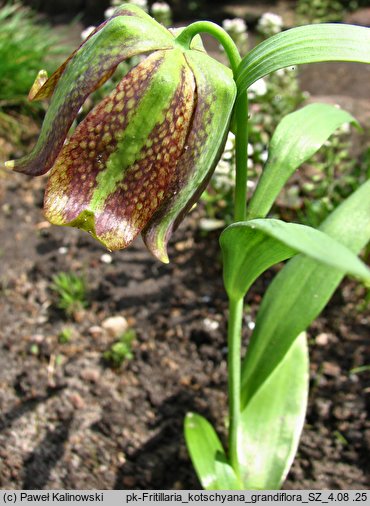 Fritillaria kotschyana