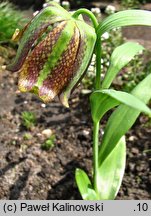 Fritillaria kotschyana