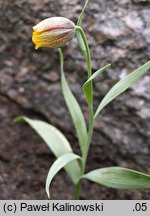 Fritillaria kurdica