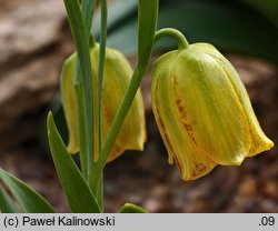 Fritillaria kurdica