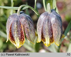 Fritillaria kurdica