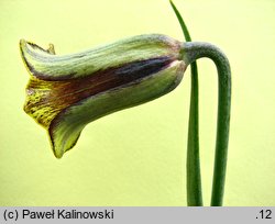 Fritillaria latakensis