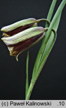 Fritillaria latakensis