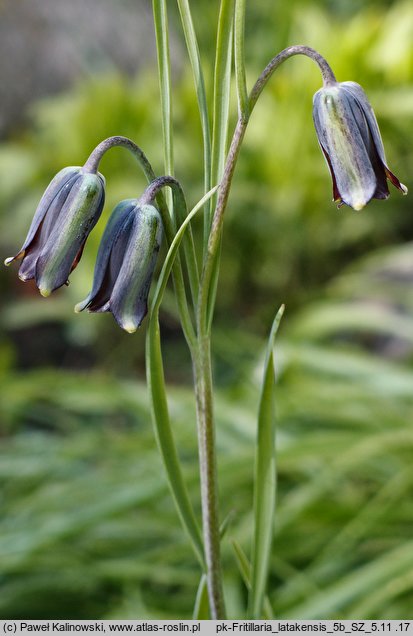 Fritillaria latakensis