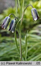 Fritillaria latakensis