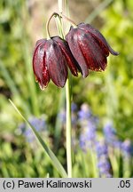 Fritillaria meleagroides