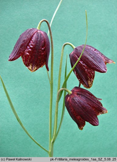 Fritillaria meleagroides