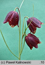 Fritillaria meleagroides