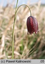 Fritillaria meleagroides