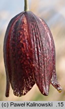 Fritillaria meleagroides